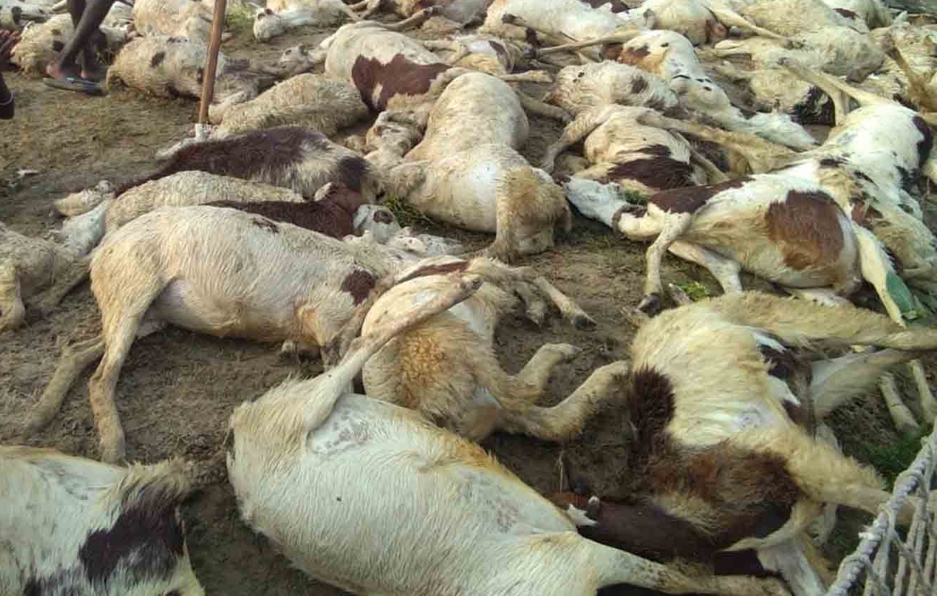 40 sheep & goats die in lightning strike in Ramban