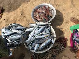 INDIAN FISHERIES: THE SUNRISE SECTOR