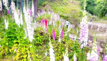 Alpine grasslands of Bhaderwah emerges as favourite destination for picnickers