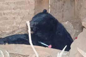 Two bear cubs rescued in Doda