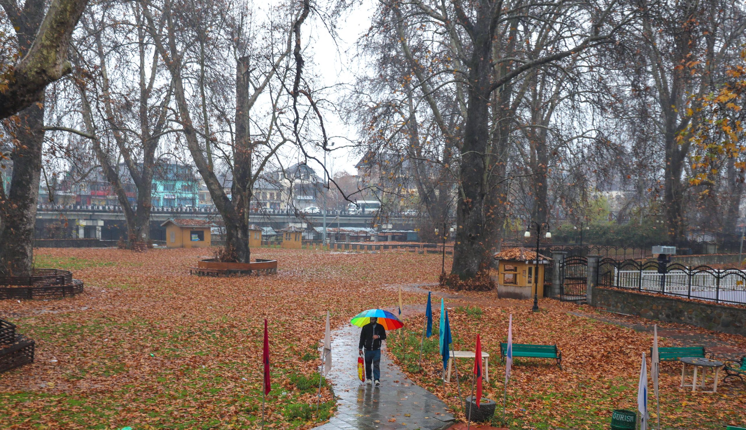 As rains lash plains and some upper reaches receive moderate snowfall, a man walks in Srinagar where the golden Chinar leaves seem readying to hug the winter as mercury goes down in Kashmir Valley