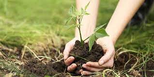 Special plantation drive launched in Doda to increase green cover