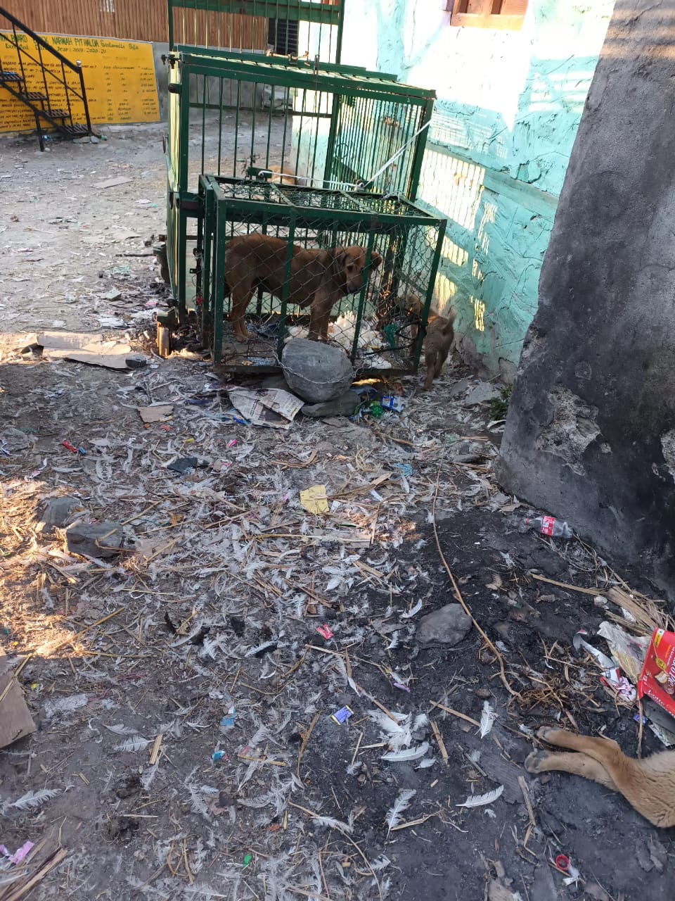 Wildlife Department’s use of mother dog as leopard bait sparks outcry in Baramulla Village