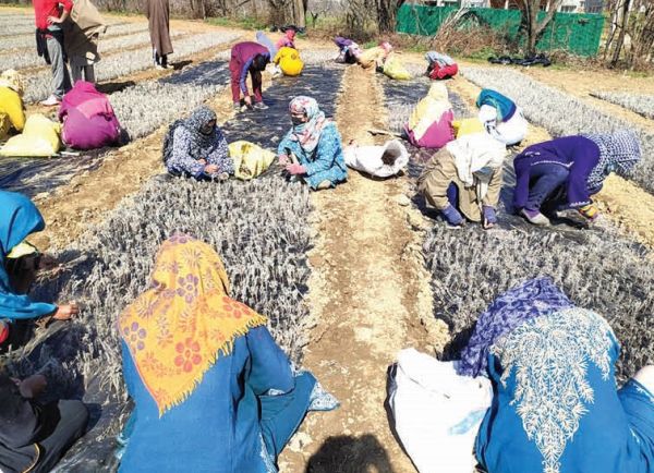 KU’s initiative on promoting entrepreneurship, building start-ups reaches North Kashmir