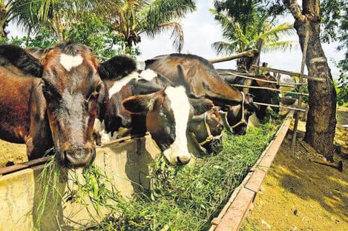 Bovine transportation banned in Reasi District