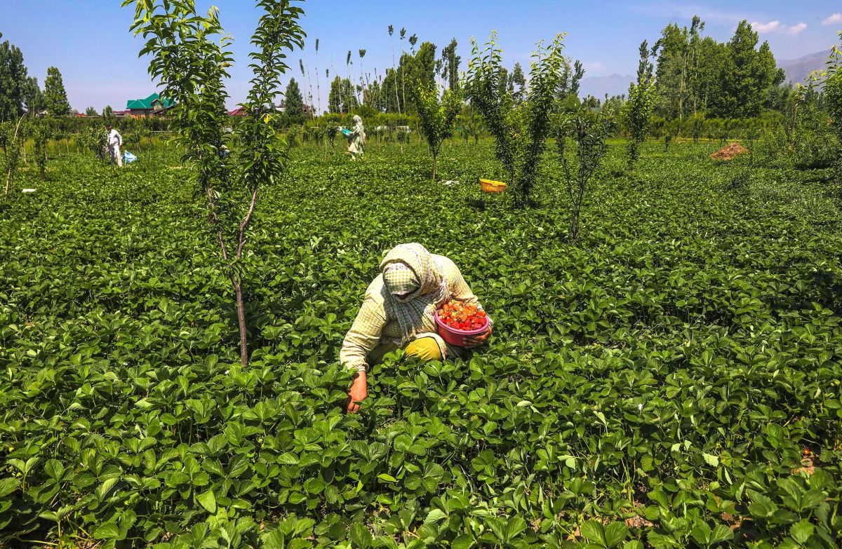 Women pick strawberries from the fields on the outskirts of Srinagar
