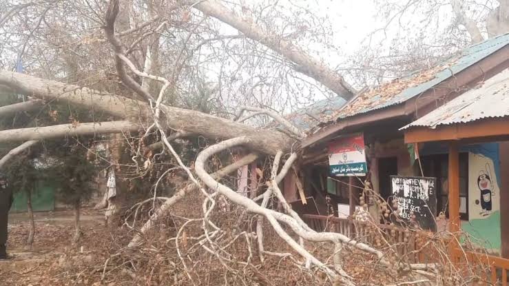 Teacher, student injured after Chinar branch falls on school in Anantnag