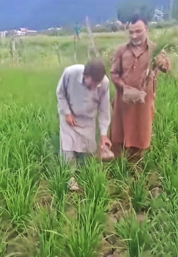 Paddy land parching in Gulistan Narvaw, farmers allege authorities’ inaction