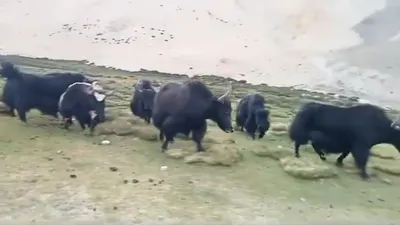 40 Chinese yak stray into Ladakh village