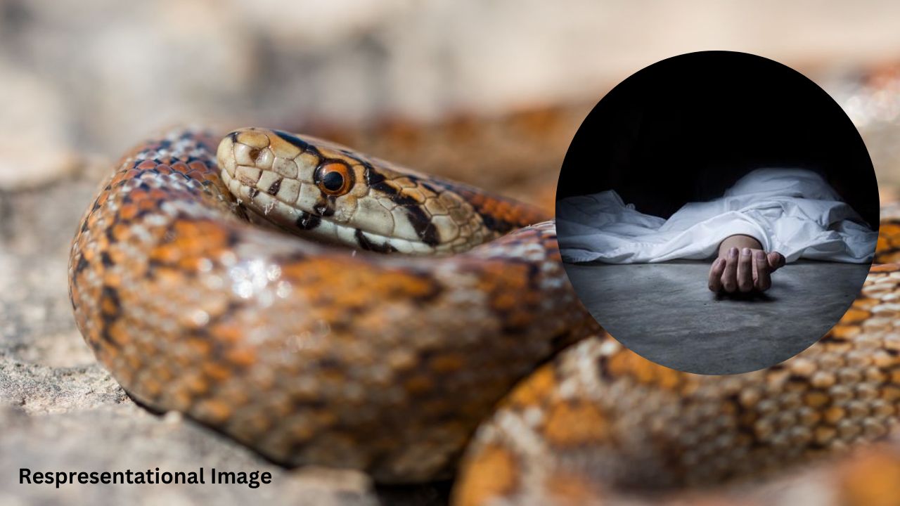 Two minor siblings die of snake bite in Reasi