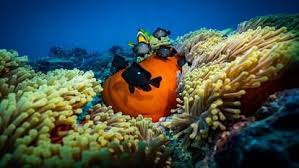 India to launch updated biodiversity plan at UN conference