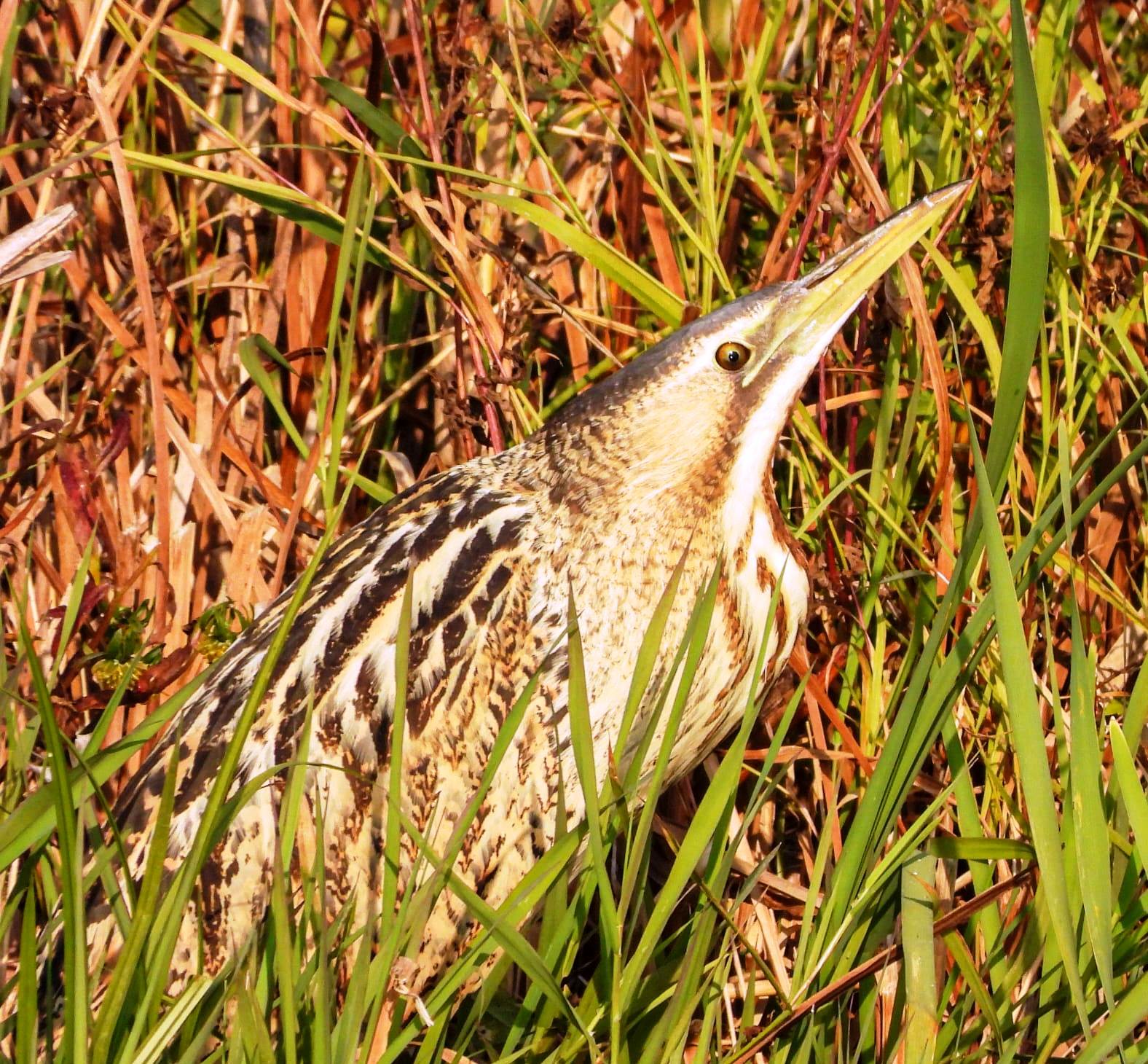 First sighting of Great Bittern reported from Wular Lake