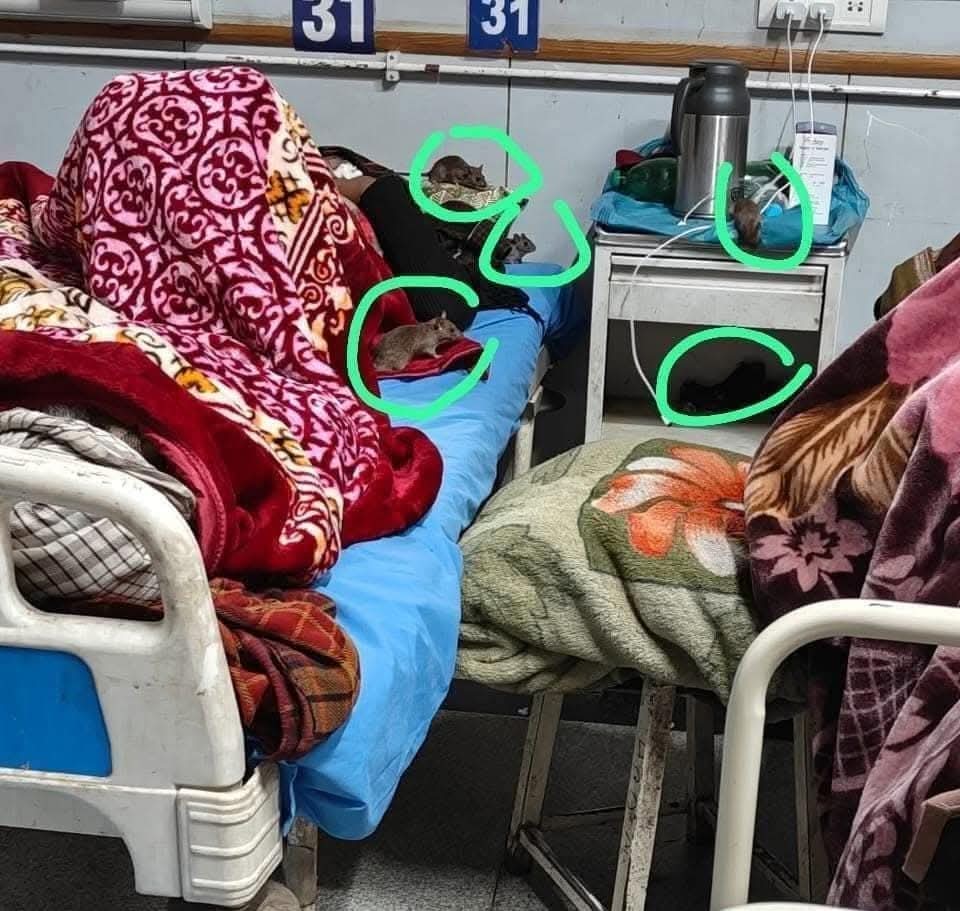 While rat infestation at the Regional Institute of Medical Sciences (RIMS) within the Government Medical College Anantnag…
