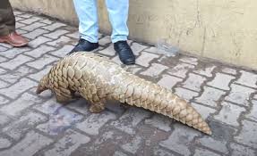 Rare Indian Pangolin rescued near LoC in Rajouri