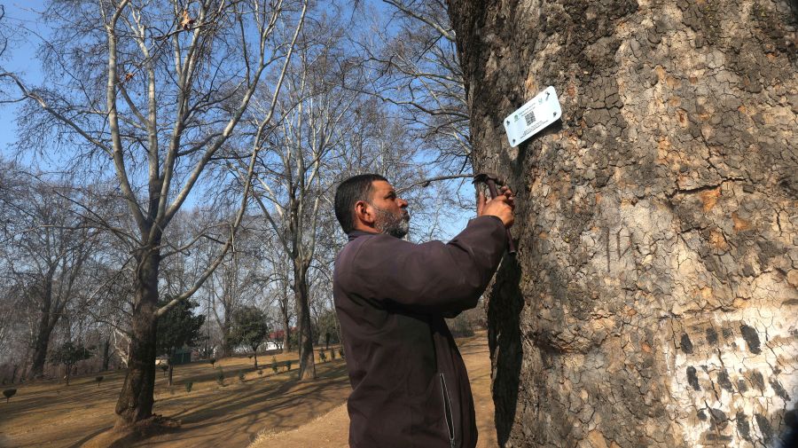 Digital Tree Aadhaar: Chinar trees to be geo-tagged, equipped with unique code