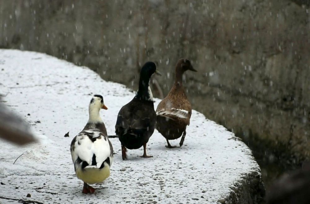 A duck walk amid fresh snowfall in South Kashmir on Thursday