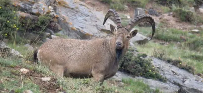 Himalayan Ibex shot by poachers rescued, four arrested in Ladakh