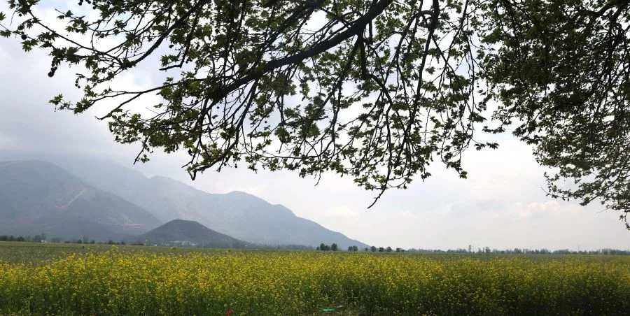 Despite a cloudy cover, Kashmir Valley’s mustard fields bloom enthralling all
