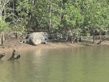 Fear grips locals after ‘crocodile-like’ creature spotted in Bijbehara-Srigufwara canal