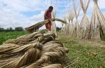 India bans imports of certain jute, other items from Bangladesh through land routes