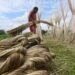 India bans imports of certain jute, other items from Bangladesh through land routes