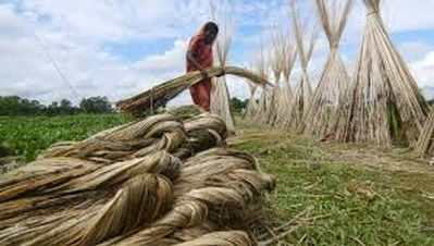 India bans imports of certain jute, other items from Bangladesh through land routes