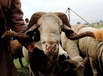 Sales of sacrificial animals in Kashmir sluggish