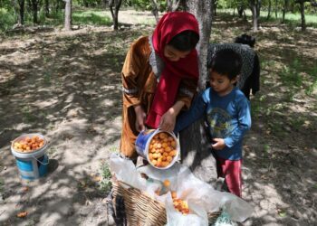 Apricot harvesting is at peak in Kargil and adjacent areas.