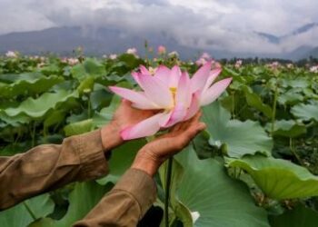 Lotus beds reappear in Wular Lake after 3 decades