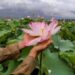Lotus beds reappear in Wular Lake after 3 decades