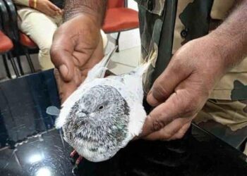Pigeon carrying chit to blow up Jammu railway station captured near IB; security tightened