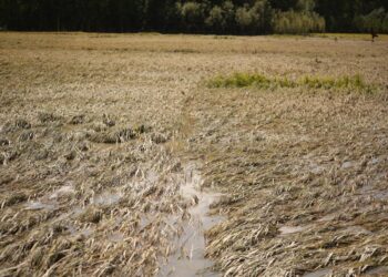 Flash floods ravage paddy, apple crops in south Kashmir