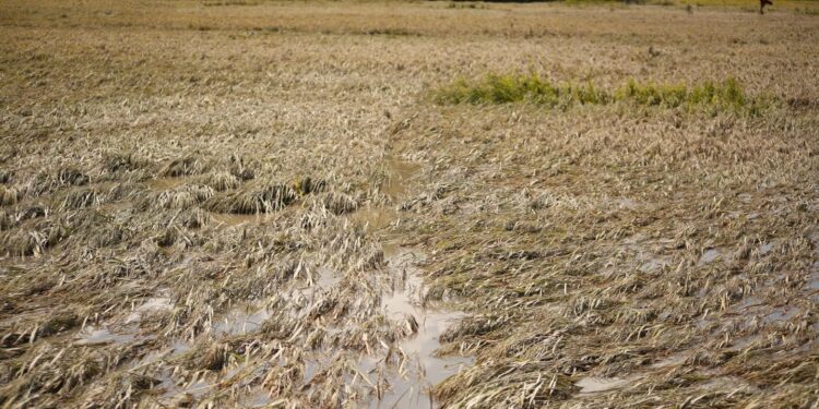 Flash floods ravage paddy, apple crops in south Kashmir