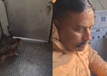 Train pilot injured as eagle smashes windscreen