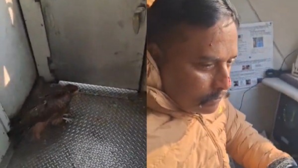 Train pilot injured as eagle smashes windscreen