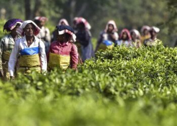 India seeks bigger slice of China’s expanding tea market at buyer-seller meet