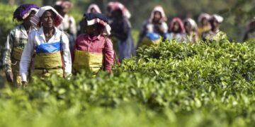 India seeks bigger slice of China’s expanding tea market at buyer-seller meet