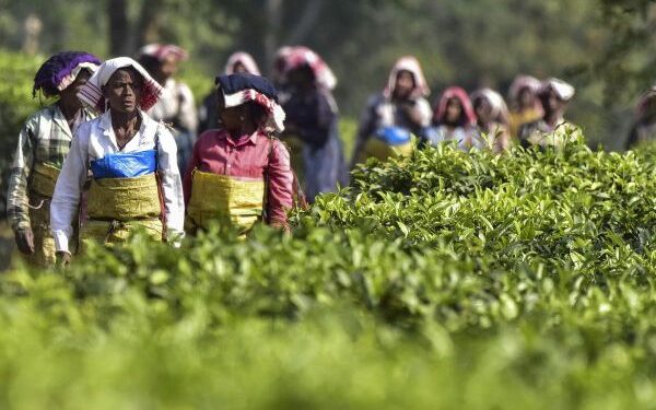 India seeks bigger slice of China’s expanding tea market at buyer-seller meet