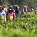 India seeks bigger slice of China’s expanding tea market at buyer-seller meet