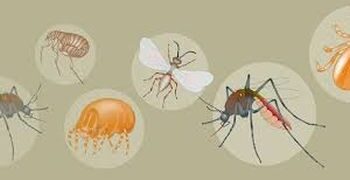Emerging and Resurging Vector-Borne Diseases