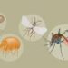 Emerging and Resurging Vector-Borne Diseases