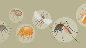 Emerging and Resurging Vector-Borne Diseases