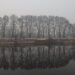 FOGGY REFLECTIONS – JEHLUM AND CHINARS