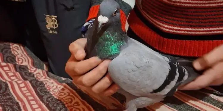 ‘Suspicious’ pigeon caught near Pakistan border in Jammu