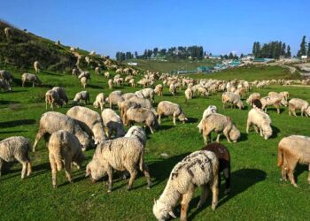 J&K to import 4 elite foreign breeds of sheep, goat