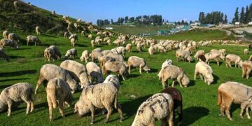 J&K to import 4 elite foreign breeds of sheep, goat