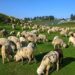 J&K to import 4 elite foreign breeds of sheep, goat