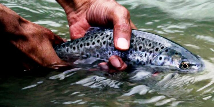 Srinagar to host first national conference on Cold Water Fisheries
