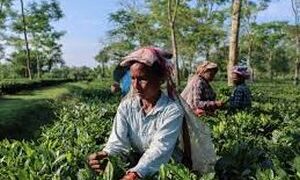 Tension over Strait of Hormuz threatens India’s tea exports to Gulf markets