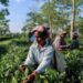 Tension over Strait of Hormuz threatens India’s tea exports to Gulf markets